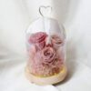 Preserved-Flower-Belljar-Pink Roses